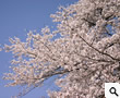 イメージ：八坂桜